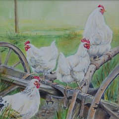 weiße Hühner